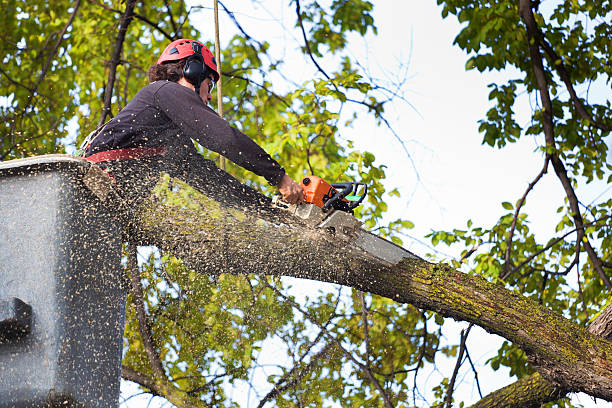 Best Tree Cabling and Bracing  in Winchester, NV