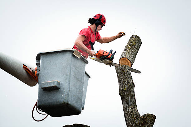 Best Tree Disease Treatment  in Winchester, NV