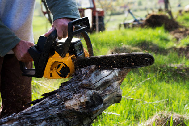 Best Lawn Mowing  in Winchester, NV