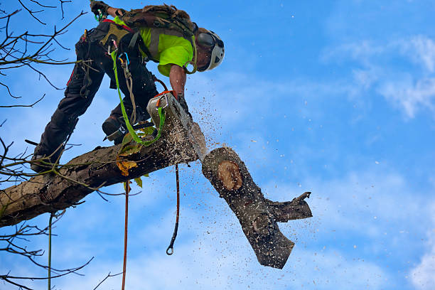 How Our Tree Care Process Works  in  Winchester, NV